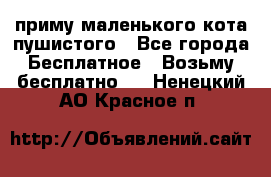 приму маленького кота пушистого - Все города Бесплатное » Возьму бесплатно   . Ненецкий АО,Красное п.